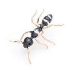Black Ant Brooch | Brooch Paradise